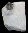 Bumpy Acanthopyge (Lobopyge) Trilobite #40595-4